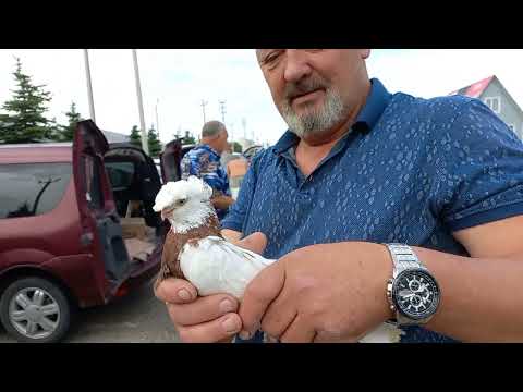 Видео: #pigeons. Каких голубей предлагают нам на рынке ??? Ставрополь. 16.06.2024.