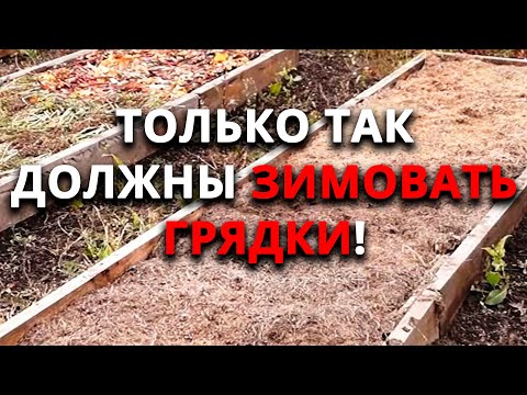 Видео: Отправьте так грядку на зимовку и весной у вас будет мега плодородная земля!