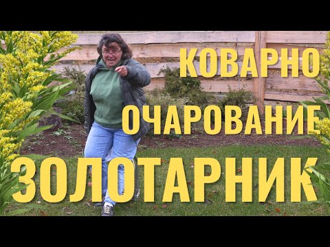 Видео: Золотарник - коварно очарование.