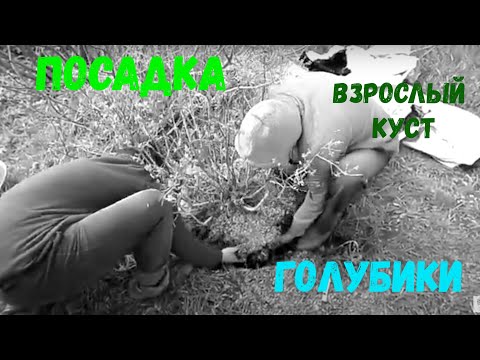 Видео: Голубика садовая пересадка взрослого куста 7 лет