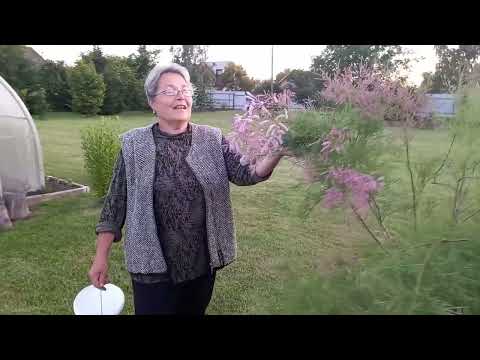 Видео: Не ожидали такого урожая вишни и смородина не подвела. Цветы нашего сада. Раскидал 10 тонн щебня.