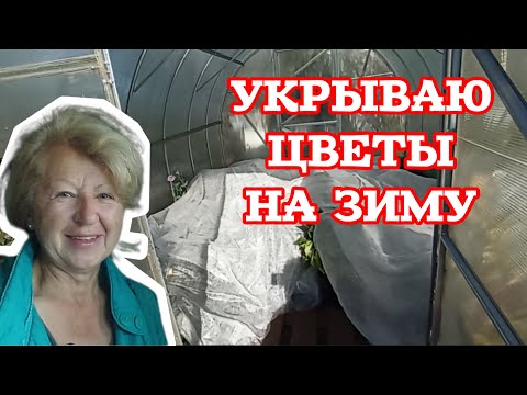 Видео: Как подготовить цветы к зиме ❄️ Хризантемы, георгины, гортензии, рододендроны