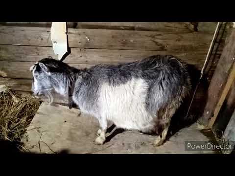 Видео: Выпадение влагалища у козы перед родами. Что делать без ветеринара?