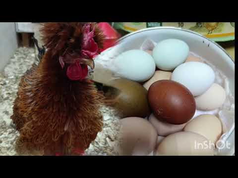 Видео: Показываю в последний раз 🐓🥺