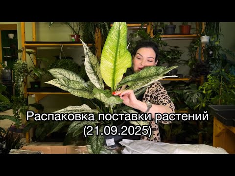Видео: ОБЗОР, распаковка поставки растений из Голландии 🌱(21.09.2025)