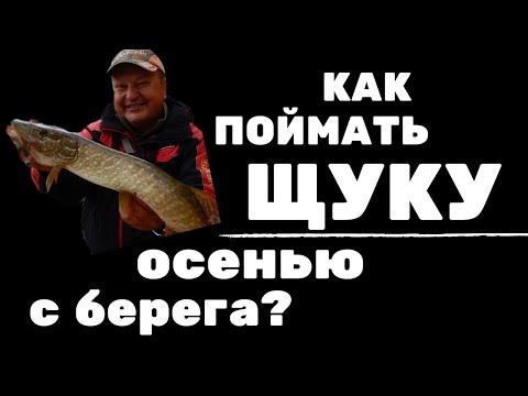 Видео: Поймать много щуки с берега на спиннинг осенью. Какие точки, приманки и проводки использовать?