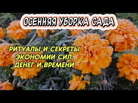 Видео: Уборка участка осенью: проверенные и рабочие советы