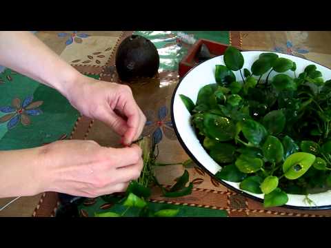 Видео: Все про Анубиас Нана (Anubias nana).