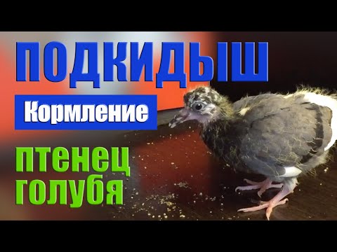 Видео: Подкидыш. Птенец голубя. Кормление.