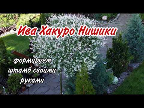 Видео: МАСТЕРКЛАСС. Формуємо вербу Хакуро Нішикі на штамбі.Як власноруч виростити вербу на штамбі.Сад.Дача.