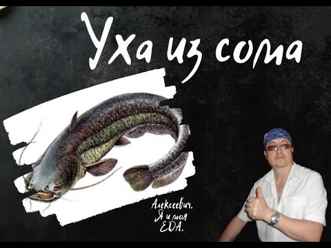 Видео: Уха из сома