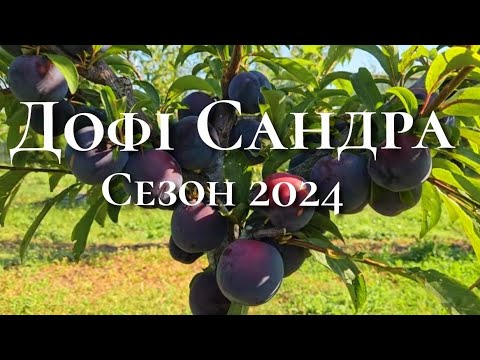 Видео: Слива Дофі Сандра.Дуже смачний та врожайний сорт сливи.