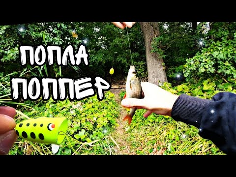 Видео: РЫБАЛКА НА ПОПЛА ПОППЕР В СЕНТЯБРЕ !!! | ОСЕННЯЯ КРАСНОПЕРКА !!!