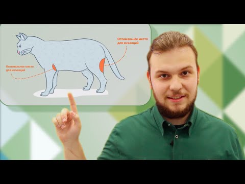Видео: Техника постановки внутримышечной инъекции кошкам и собакам