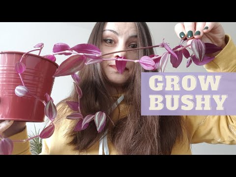 Видео: Как вырастить кустистую традесканцию ​​зебрину. Самый простой способ размножить «Блуждающего евре...