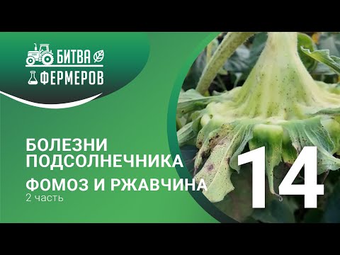 Видео: Болезни подсолнечника /Фомоз и ржавчина /Битва фермеров/Серия 14