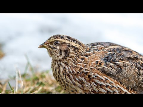Видео: ОХОТА НА ПЕРЕПЕЛА В АРМЕНИИ, ԼՈՐԻ ՈՐՍ ՀԱՅԱՍՏԱՆՈՒՄ