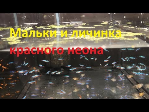 Видео: Личинка и мальки красного неона