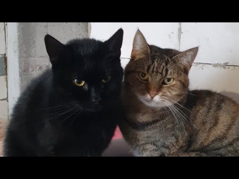 Видео: У нас поповнення 🐈‍⬛