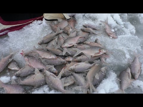 Видео: Ночной лещ. Новый сезон.