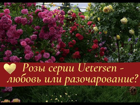 Видео: Розы серии Uetersen - любовь или разочарование?