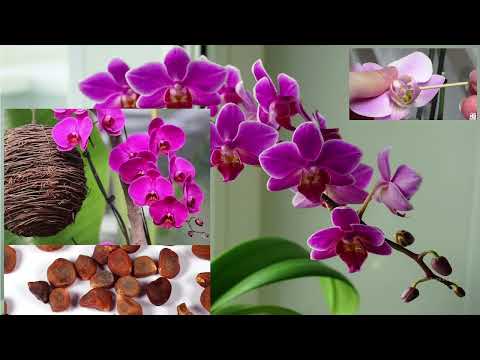 Видео: жаратылыстану 2-сынып 4-сабақ  Өсімдіктердің негізгі бөліктерінің қызметтері