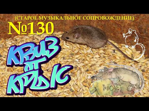 Видео: "КВИЗ от КРЫС" эпизод 130 (старое звуковое сопровождение)