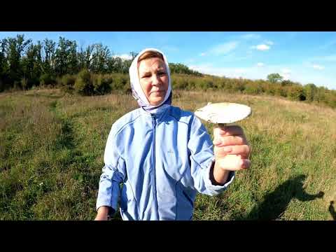 Видео: Дубовцевы и грибы.