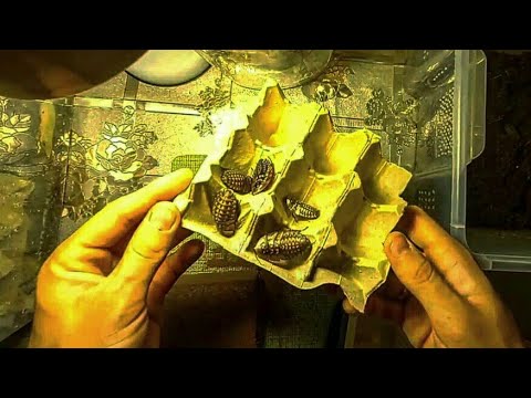 Видео: Пересаживаю "мёртвую голову" (Blaberus craniifer)