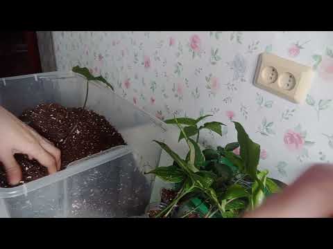 Видео: Высадка черенков комнатных растений. "Мокрая" болталка. 