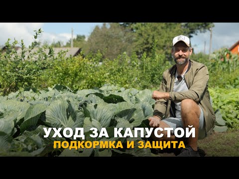 Видео: БОГАТЫЙ И ЗДОРОВЫЙ УРОЖАЙ КАПУСТЫ ГАРАНТИРОВАН. Уход за белокочанной капустой в августе.