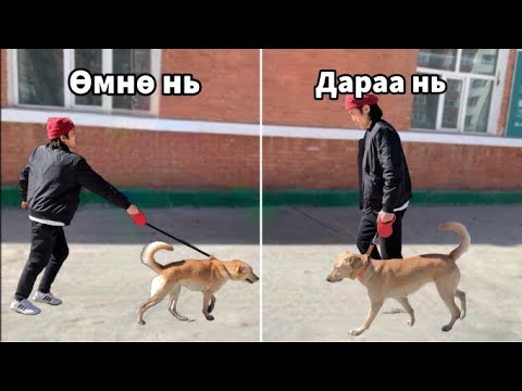 Видео: Нохой ЧИРЭХИЙГ хэрхэн болиулах вэ ?