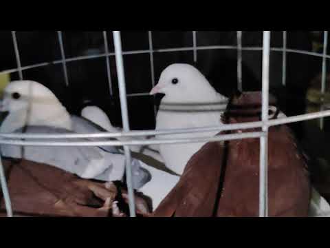 Видео: 9.11.2025г Тула Ярмарка ч.1