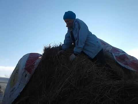 Видео: Как определить, что козочка будет молочная🐐