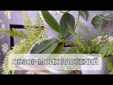 Видео: Обзор комнатных растений🍀🌿🌺Октябрь 2024🌿Новые ростики🤗#цветы#plants