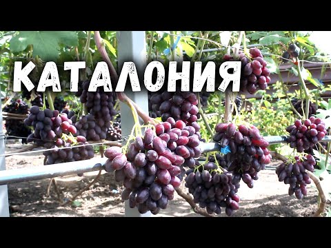 Видео: Виноград - Каталония.