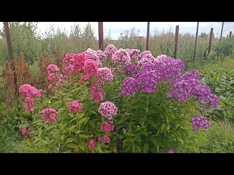 Видео: 30 июля/Сажаю дайкон/Чеснок собран/Обзор томата Алый Фрегат 🍅🍅🍅