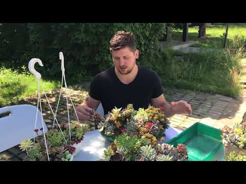 Видео: Обрезка садиков из суккулентов для сохранения красивой формы