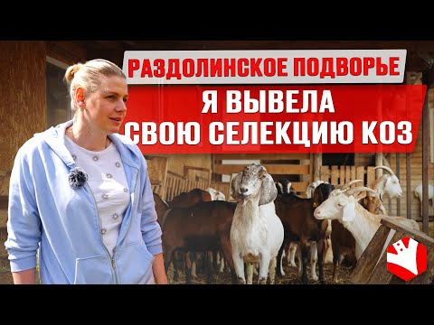 Видео: Козоводство | Семейная ферма на 150 голов | Производство сыра