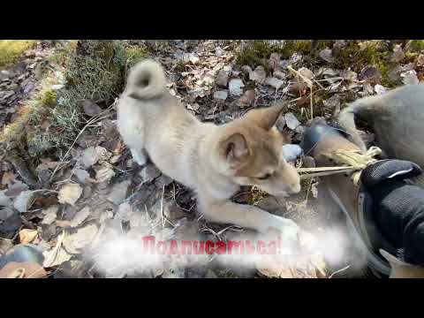 Видео: Натаска молодых щенков лайки