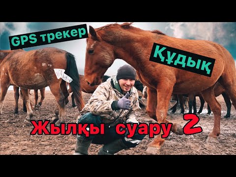 Видео: Жылқы суару-2 | GPS трекер | Құдық