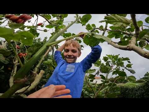 Видео: Что такое ТОМАРИЛЛО и как его едят!