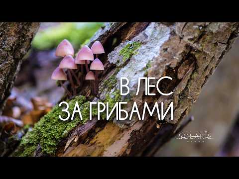 Видео: В лес за грибами