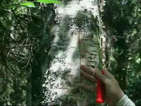 Видео: Заготовка бересты. Часть 2