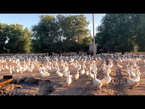 Видео: Нет больше у меня гусей //Надоело