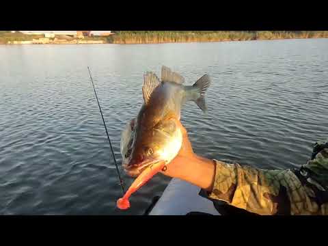 Видео: Ловля судака на Кубани