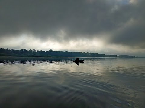Видео: РЫБАЛКА НА ЗАКИДУШКИ. Ловля сома на мясо ракушки 2 я Часть!