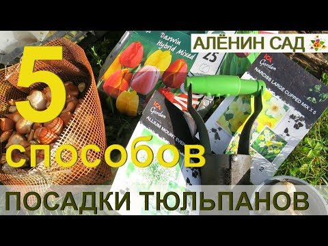 Видео: 5 способов посадки тюльпанов / Что я сажаю в этом году?