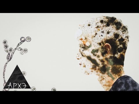 Видео: Медицинская микология: первый взгляд. Первая лекция курса "Медицинская микология"| Арсений Белосохов