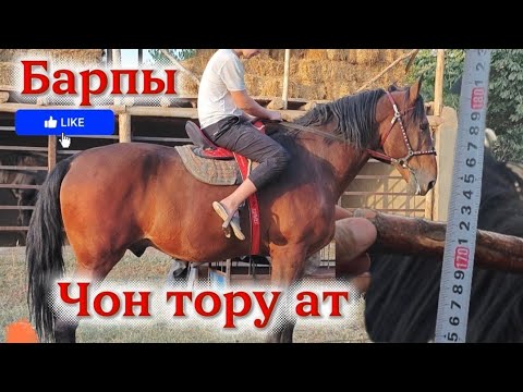Видео: Барпынын белдуу аты чон ат 